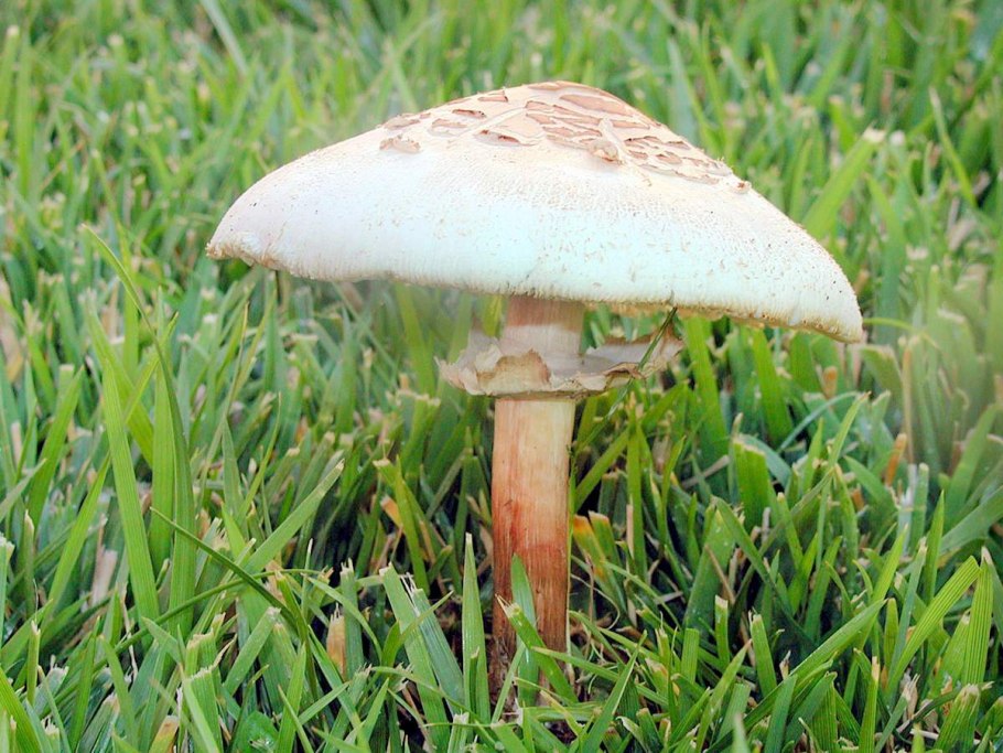 Зонтик свинцовошлаковый (Chlorophyllum molybdites)