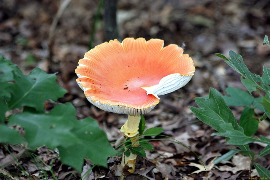 Мухомор оранжевый