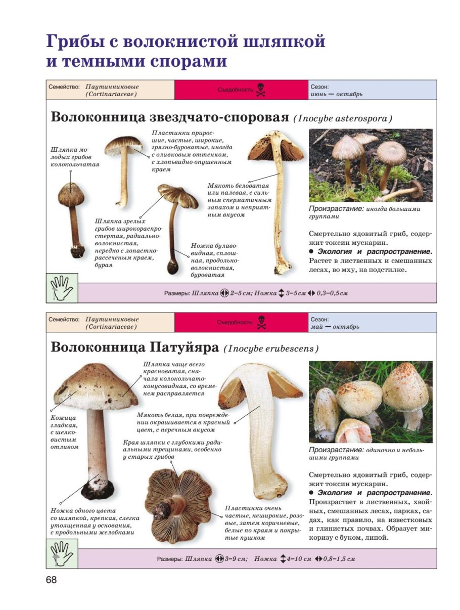 Волоконница звёздчатоспоровая