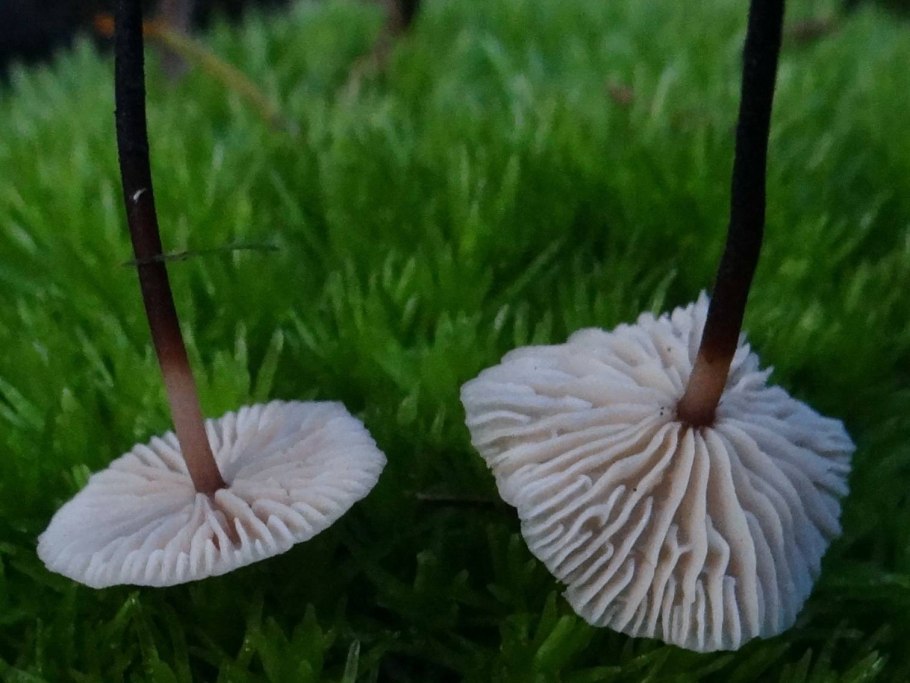 Подберезовик черноголовик