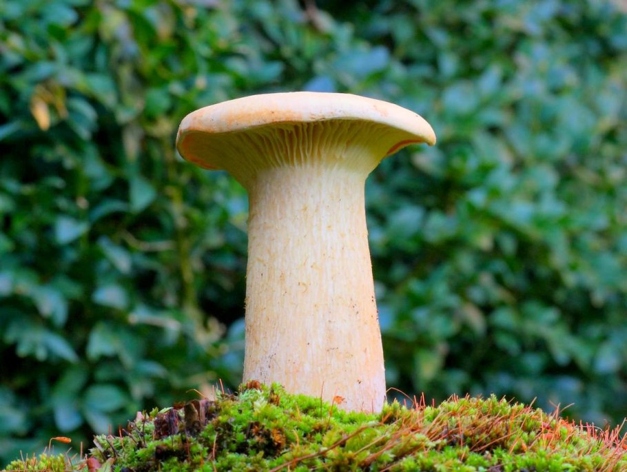 Шляпочные грибы мухомор