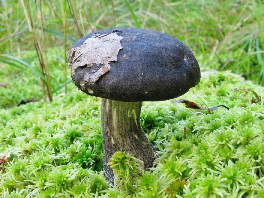 Гименофор мухомора