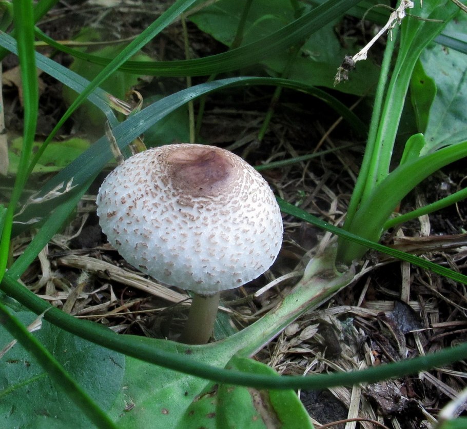 Говорушка подогнутая гриб