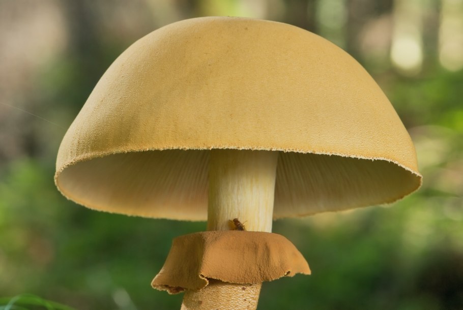 Дамская шляпка с вуалью