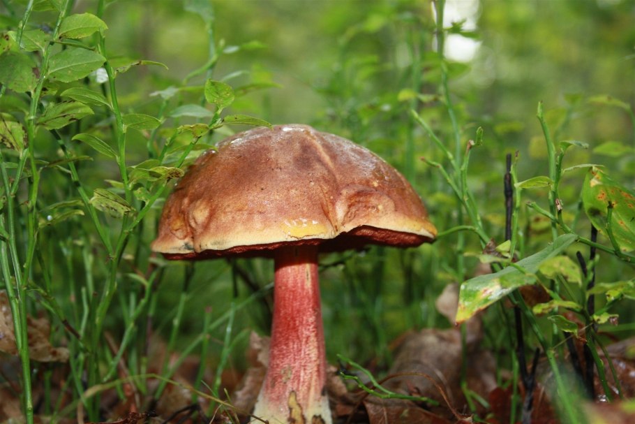 Коллибия лесолюбивая гриб