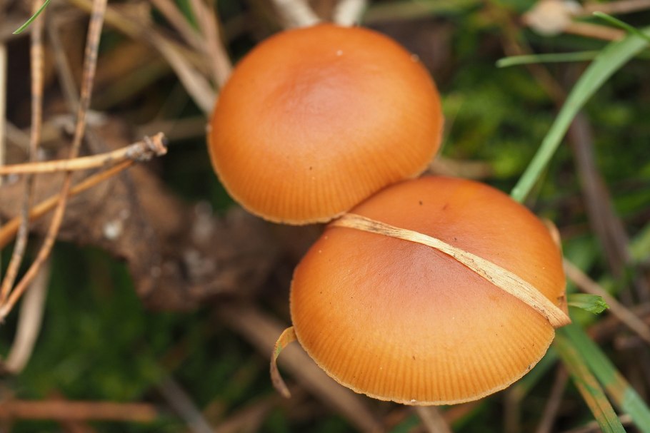 Panaeolus foenisecii