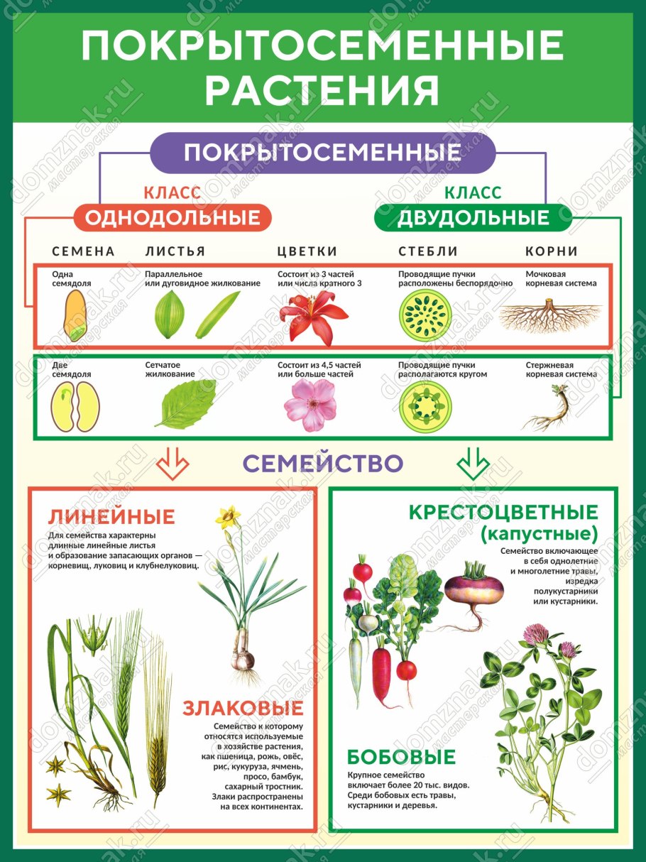 Покрытосеменные травы