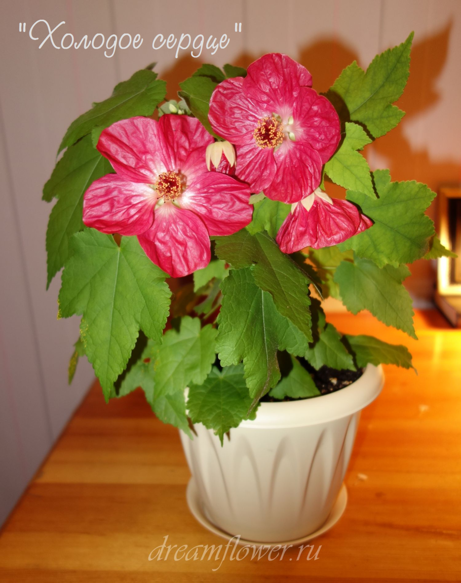 Абутилон Матеуш