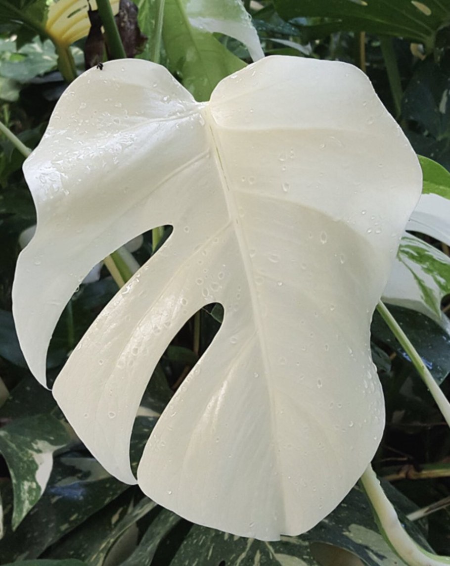 Монстера Адансона Monstera adansonii