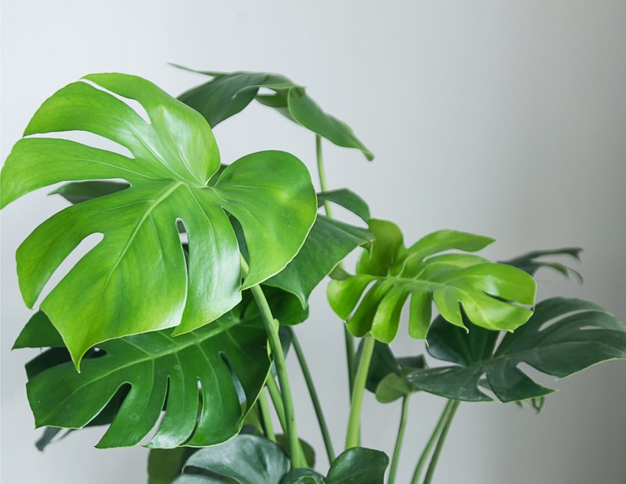 Монстера obliqua (Monstera)