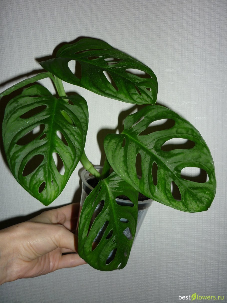 Monstera adansonii