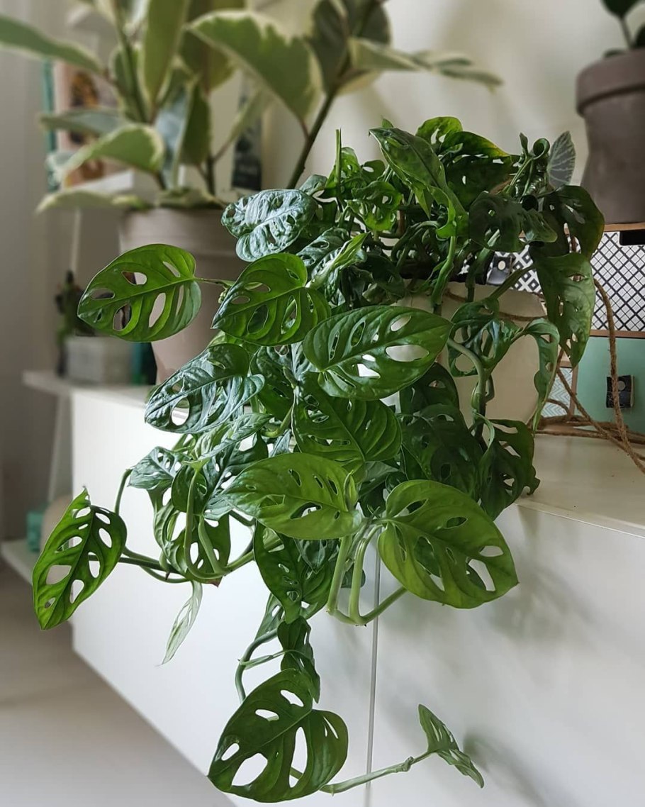 Монстера Делициоза (Monstera deliciosa)