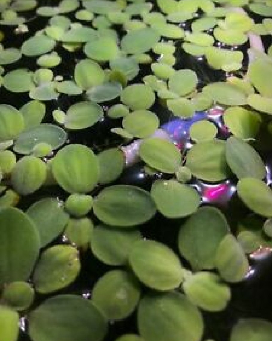 9. Пистия телорезовидная Pistia Stratiotes