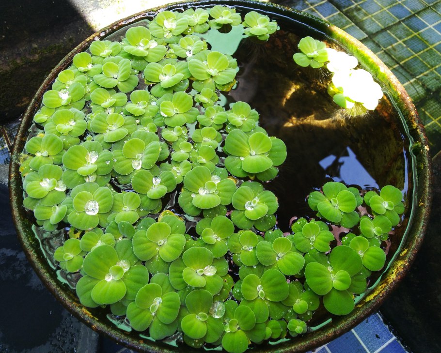 Водное растение пистия