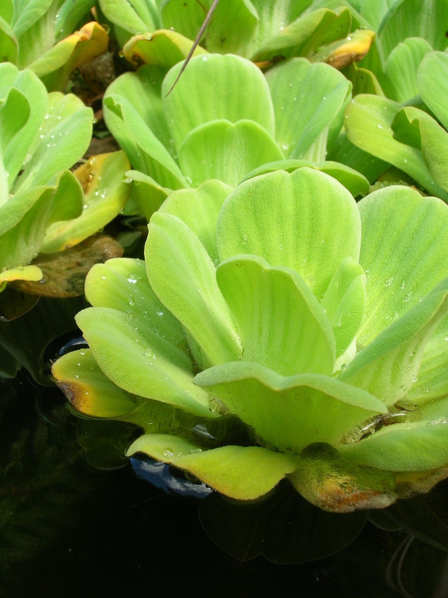 Разнолистная (Eichhornia diversifolia)
