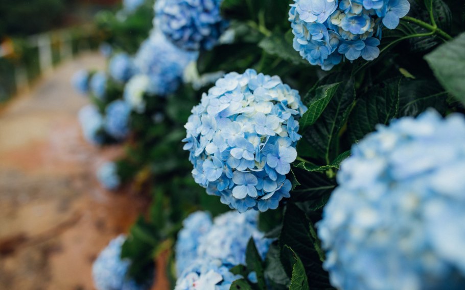 Заставка на рабочий стол гортензия