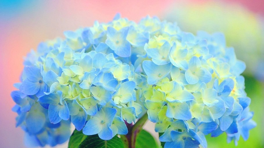 Фотозона из гортензий