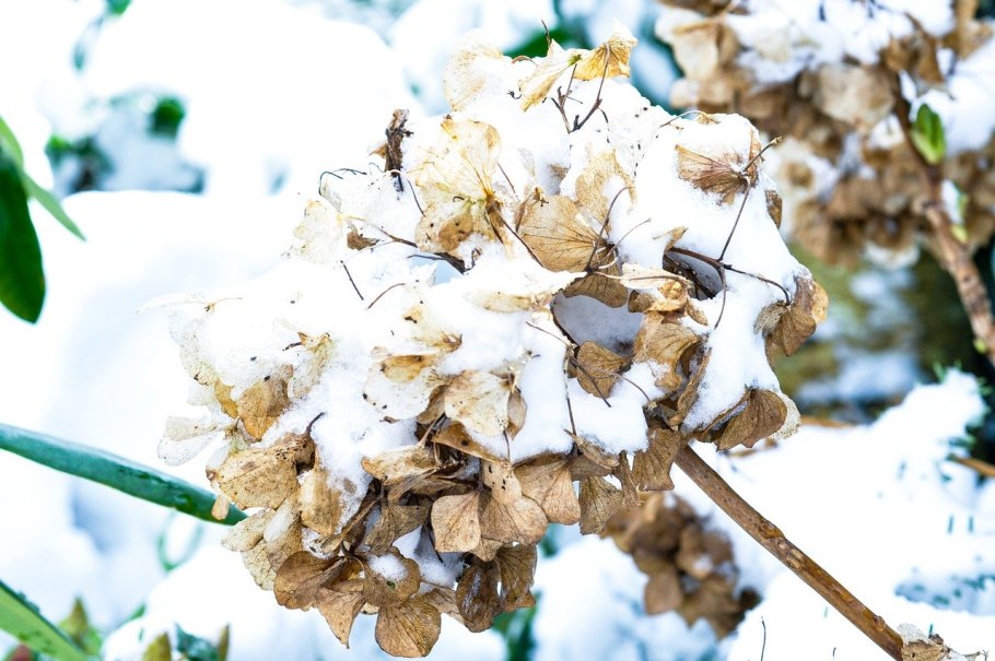 Гортензия Эстетика