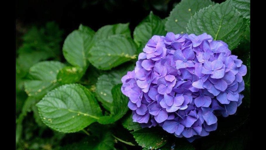 Гортензия метельчатая зима