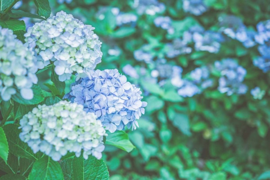 Голубая гортензия фотонатююрморт