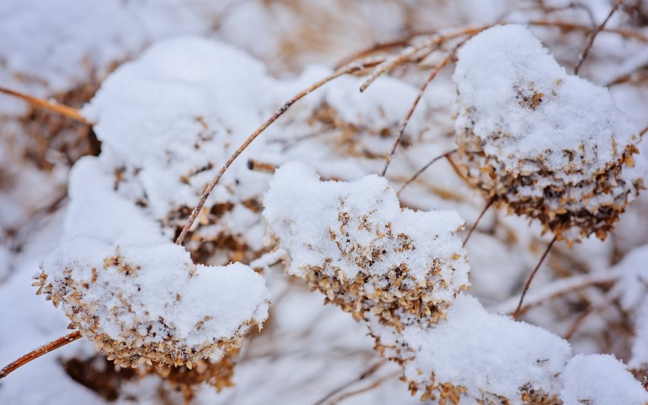 Гортензия метельчатая зимой