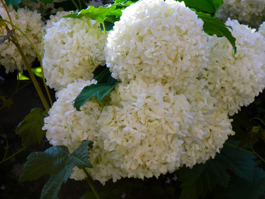 Гортензия гидрангея голубая