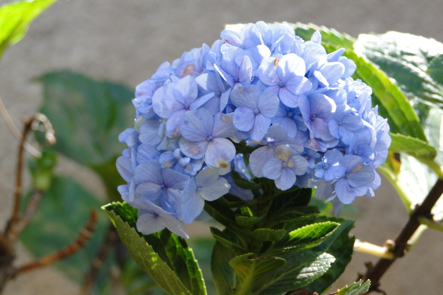 Гортензия 4к