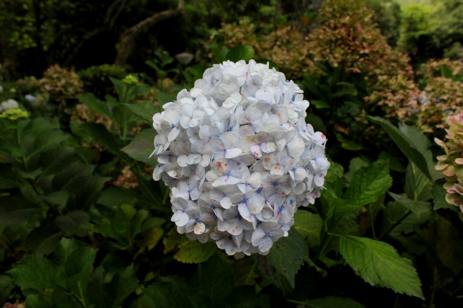 Гортензия Окская Весна