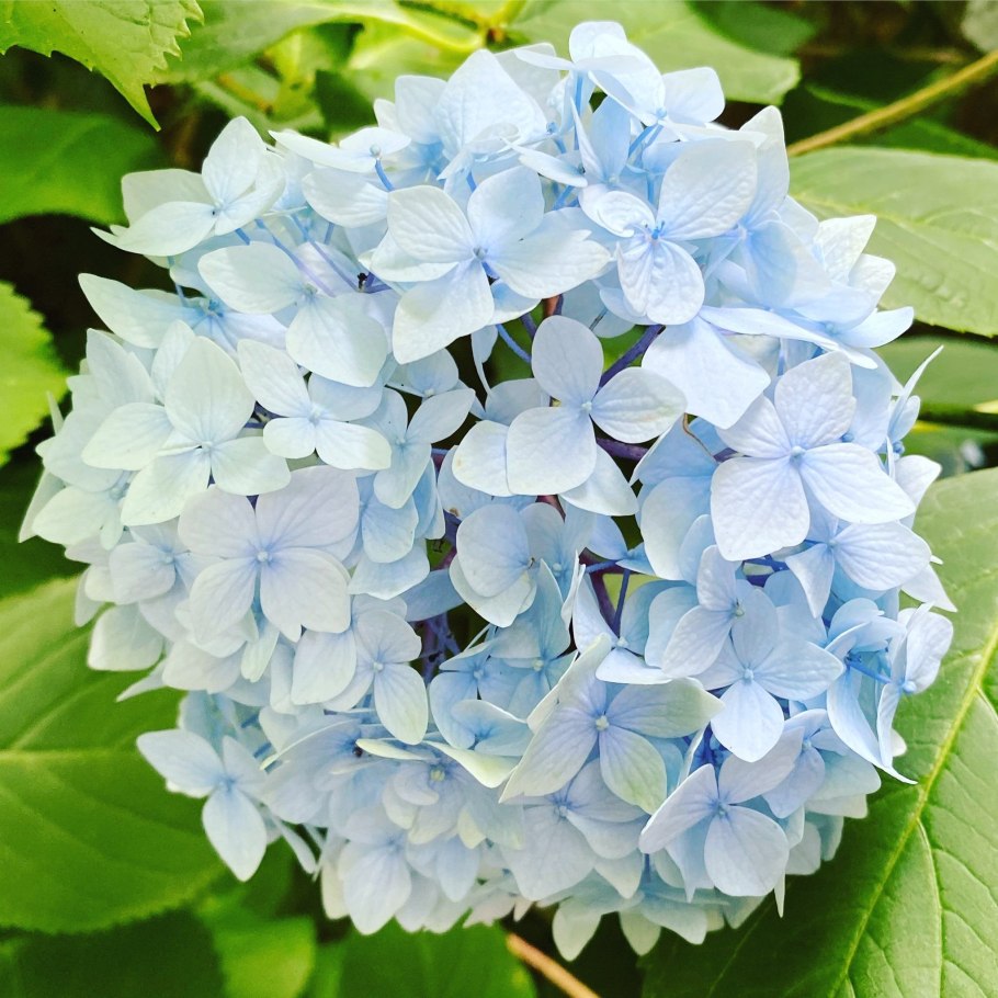 Нежная гортензия