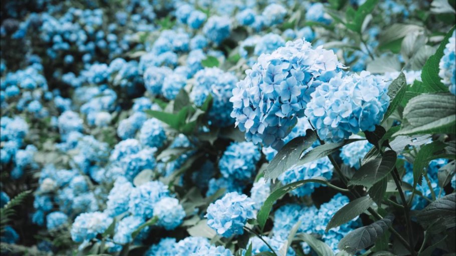 Красивые заставки на айфон гортензии