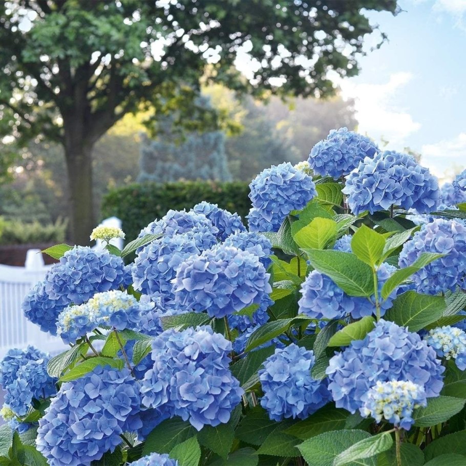 Гортензия голубая соцветие