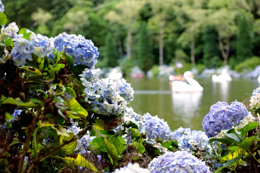 Гортензия метельчатая синяя