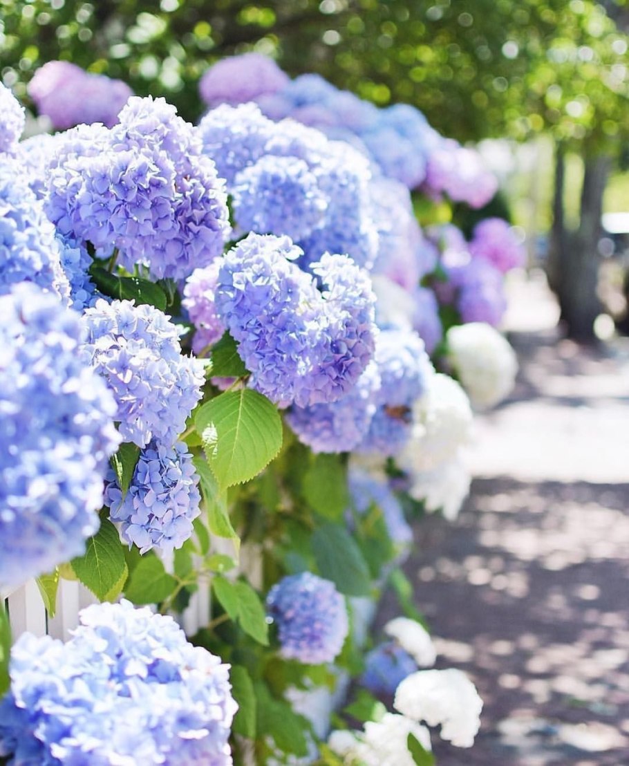 Гортензия саммер Блю