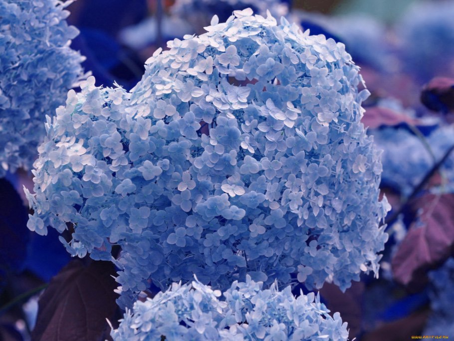 Гортензия крупнолистная саммер лав