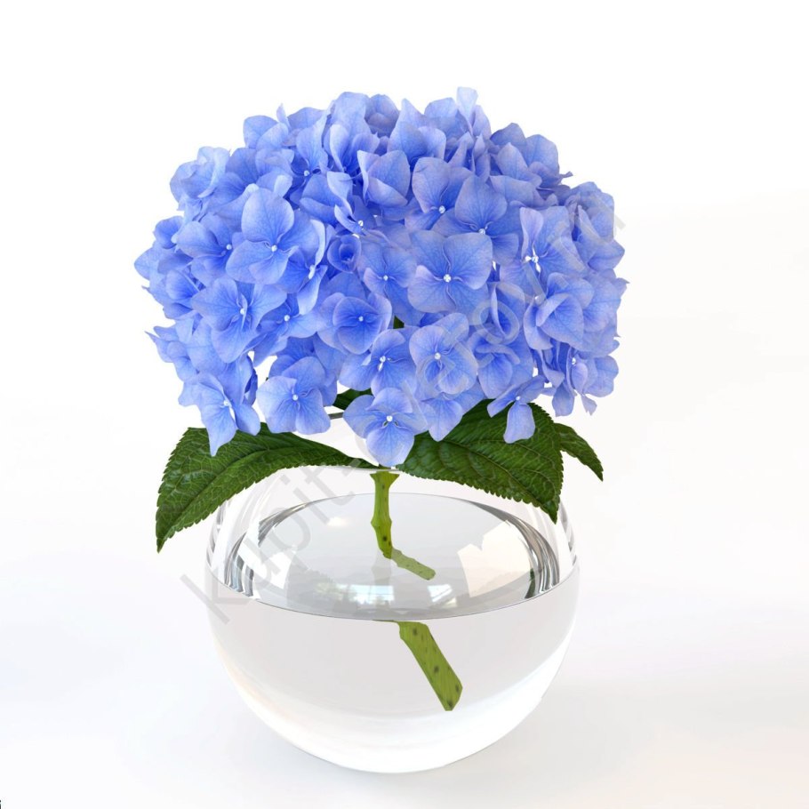 Гортензия Флора