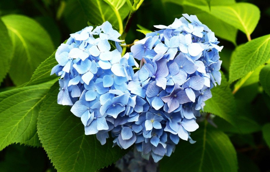 Гортензия анда