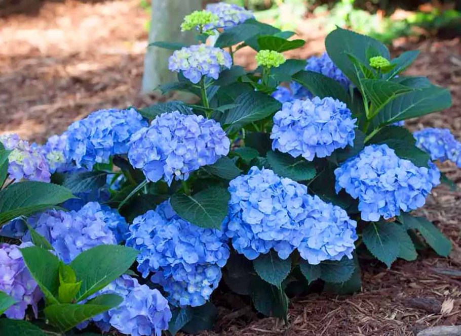 Долина цветущих гортензий, Тайвань