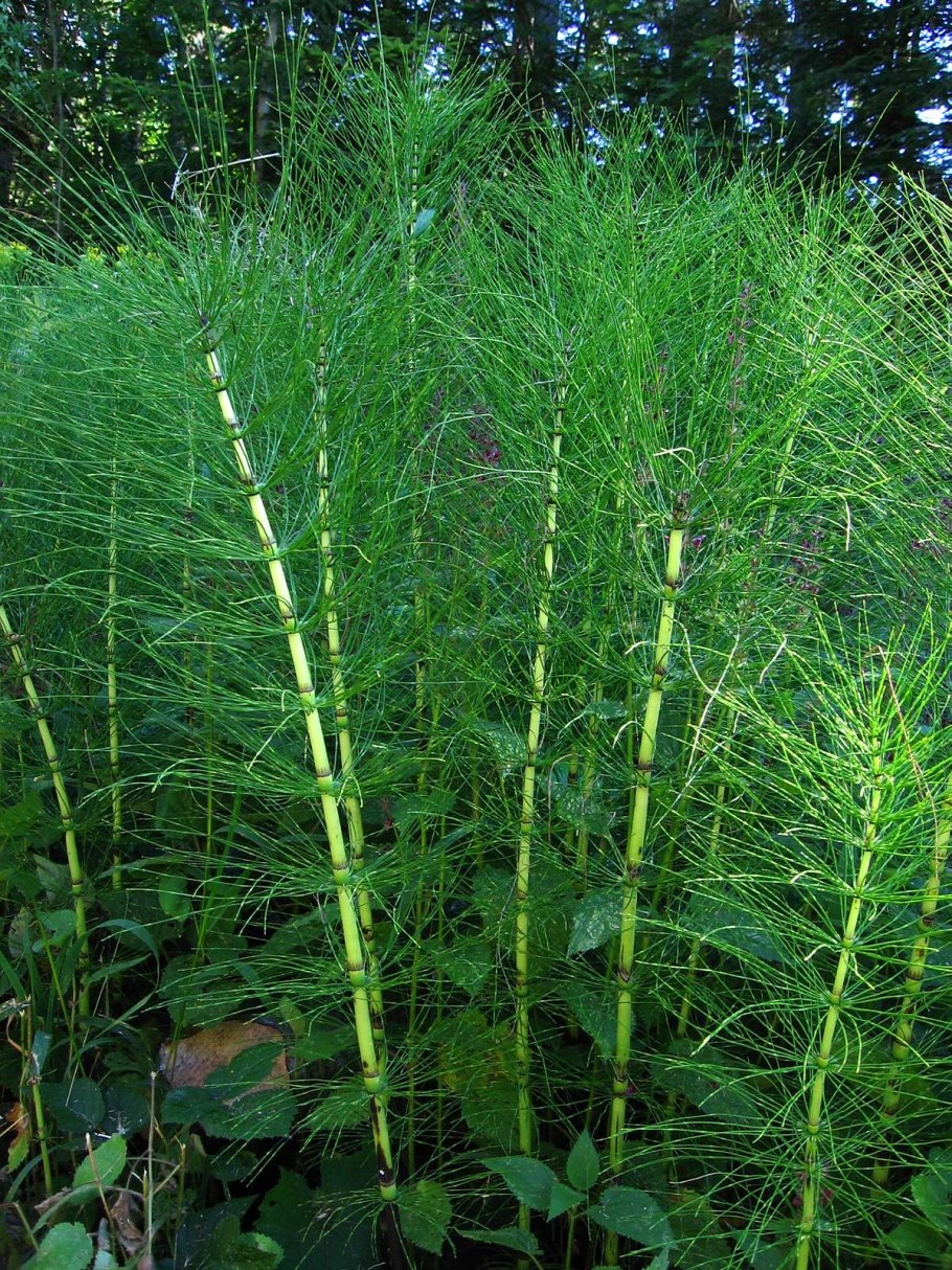 Хвощ зимующий Equisetum hyemale