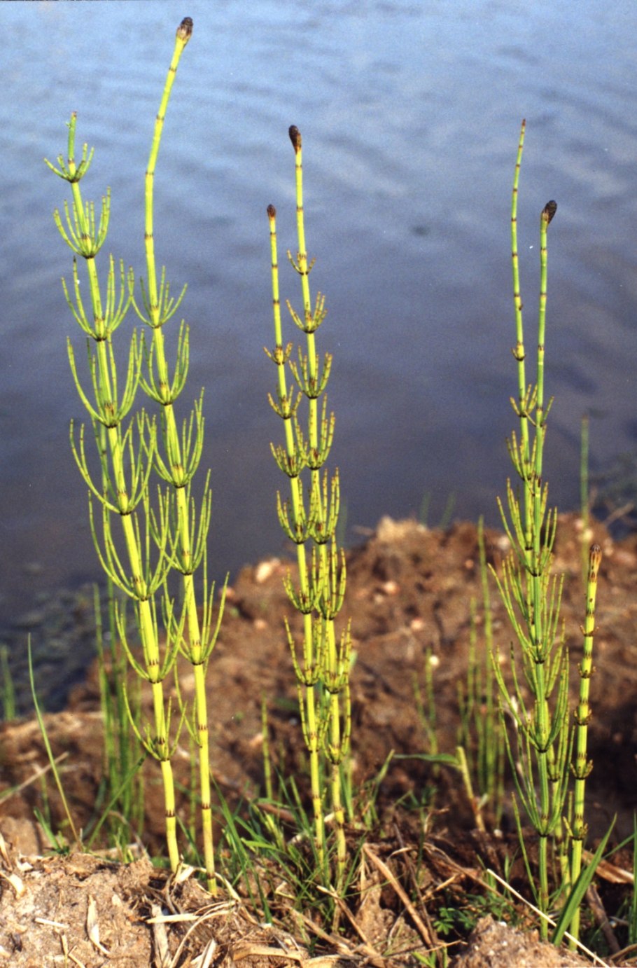 Хвощ (Equisetum)