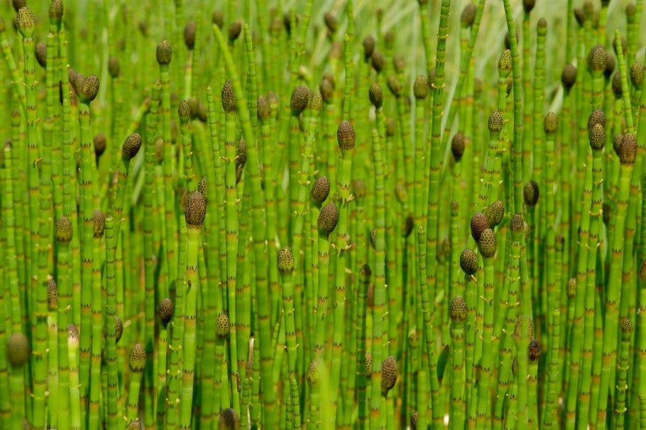 Хвощ гигантский Equisetum giganteum