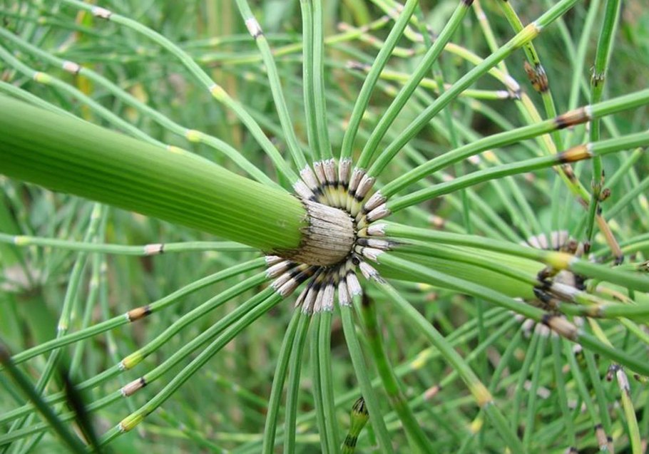 Картина для печати в хорошем качестве перья Макросъемка