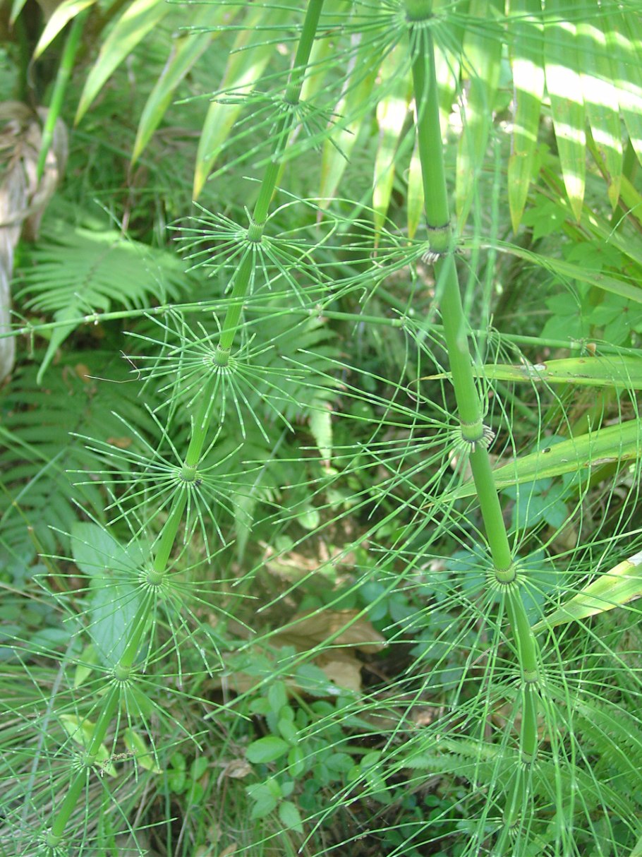 Хвощ болотный (Equisetum palustre l.)