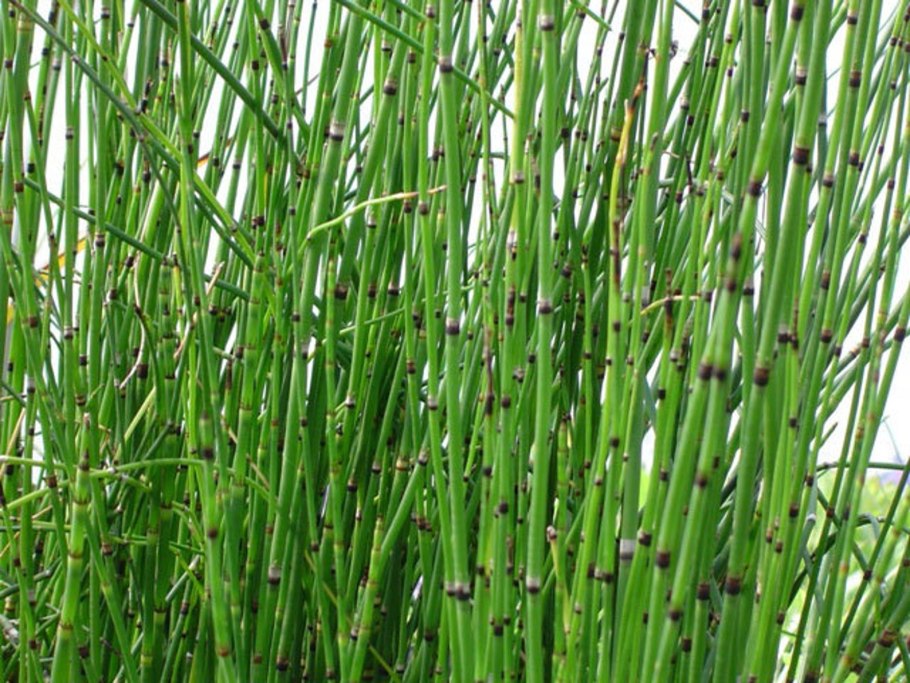 Хвощ Шаффнера Equisetum schaffneri