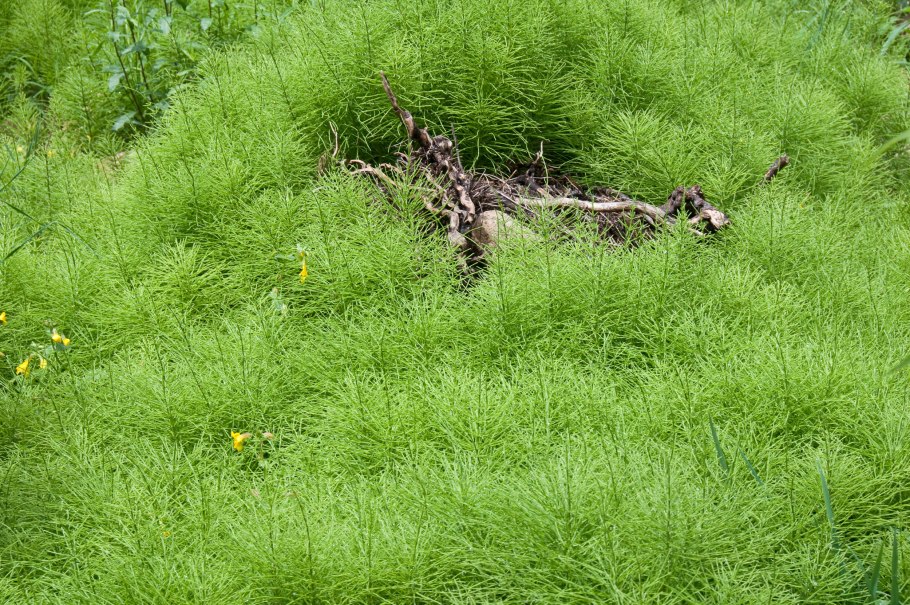 Хвощ большой (Equisetum telmateia Ehrh.)