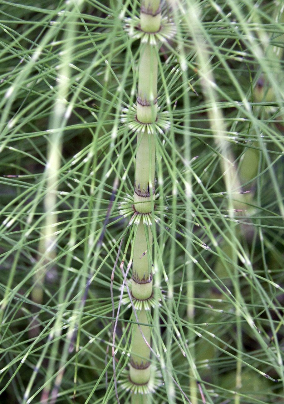 Equisetum myriochaetum