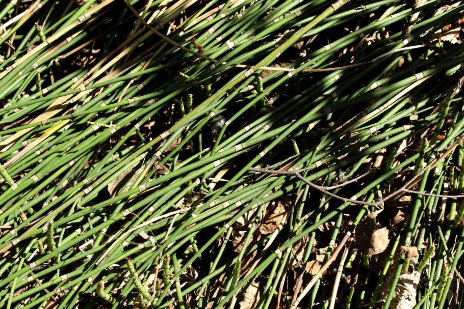 Equisetum giganteum