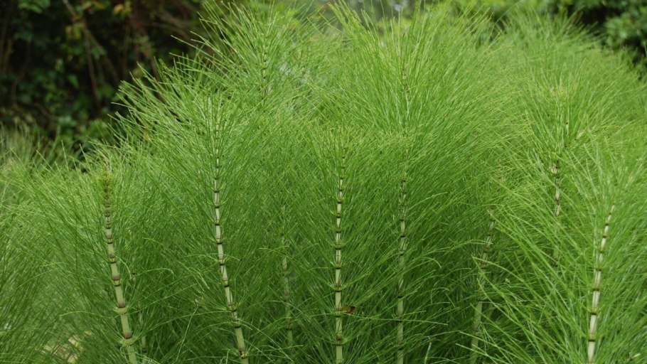 Equisetum giganteum