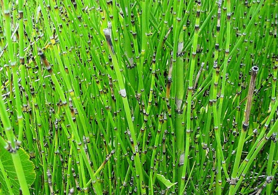 Хвощ полевой (Equisetum arvense)