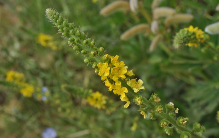 Шалфей мускатный (Salvia sclarea)