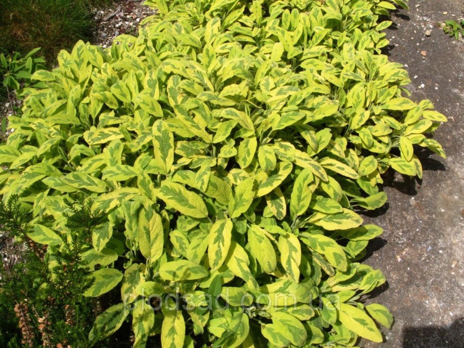 Шалфей Императорский